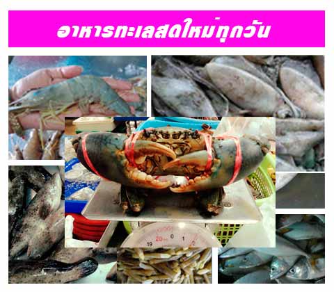 วัตถุดิบอาหารทะเลสดใหม่ ไสวอาหารทะเลแม่กลอง สมุทรสงคราม  
